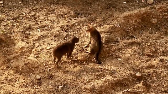 Стальные ,,нервы,, (2012) смотреть онлайн