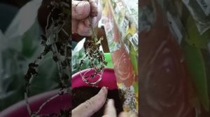 размножение герани листиком .