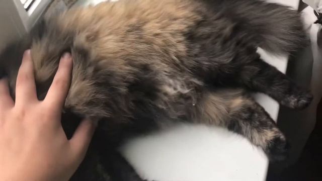 Спящая Кошка 4К смотреть онлайн