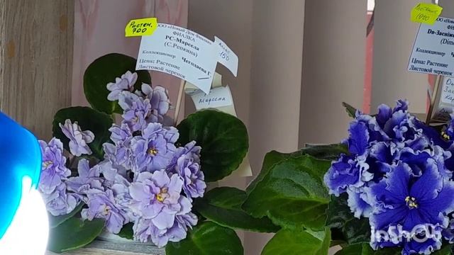 24.03.-04.04.23./Выставка фиалок в Доме фиалок#фиалки#выставка#домфиалокнапятницкой# смотреть онлайн