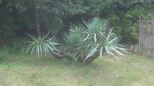 Yucca Clump on Salt Spring Island