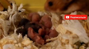 Сериал. ПЯТЫЙ ДЕНЬ жизни ХОМЯЧАТ / КАК РАСТУТ ХОМКИ? / дети хомяка / how hamsters grow / Алиса Изи