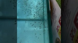 МАЛЬКИ СКАЛЯРИИ НАКОНЕЦ ТО ПОПЛЫЛИ уход за скалярией