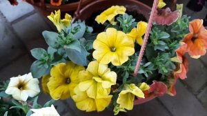 Обзор сортосерий вегетативной петунии.