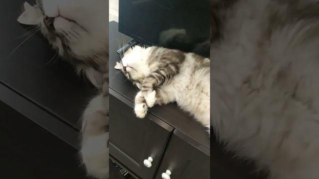 Сладкий сон??? смотреть онлайн