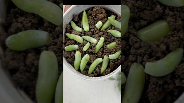 PROPAGATING DONKEY TAIL SUCCULENT