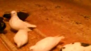 Супер поющие  голуби ..