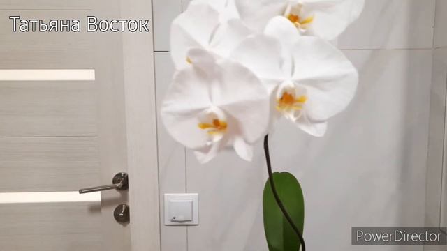 Ноттингем?Nottingham! и обзор орхидей подростков☘ из посылки!