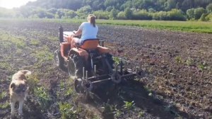 первый выезд мини трактора КУБОТА В1200 с культиватором. девчонки рулят.