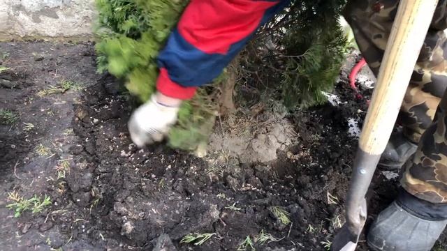 Как вносить гранулированные удобрения под хвойные смотреть онлайн