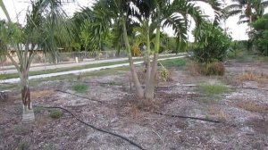 The Christmas Palm - Adonidia merrillii, a Landscape Favorite for South Florida.