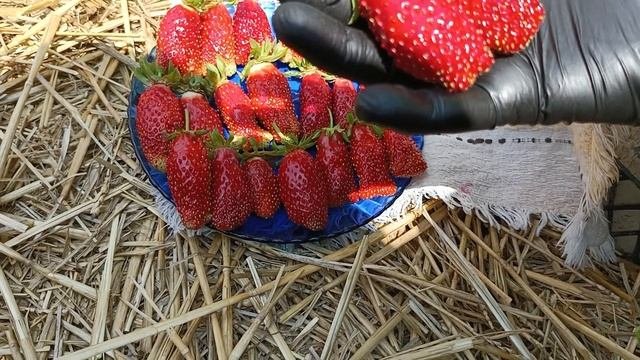 сорт Купчиха КСД. Земляничная Исландия.