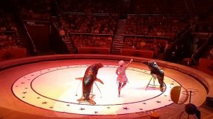 МОРСКИЕ КОТИКИ)))))