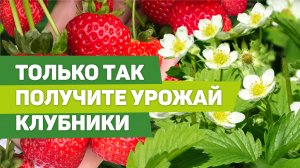 ВЕСЕННИЙ УХОД ЗА КЛУБНИКОЙ. От этих работ зависит урожай