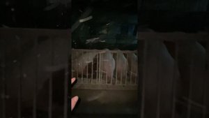 Обзор свинокомплекса ! Чего мы добились за год !