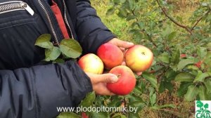 ЯБЛОНЯ сорта ВЕРБНОЕ. Зимостойкий урожайный сорт.