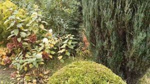 Красивая осень в саду у Александра и Татьяны Высоконовых