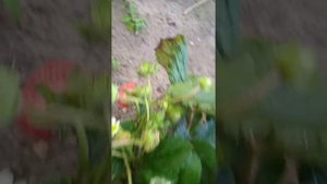 Клубника Монтеррей. Вторая волна. 15 августа.