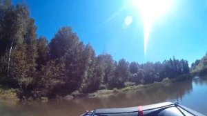 Золотой китат