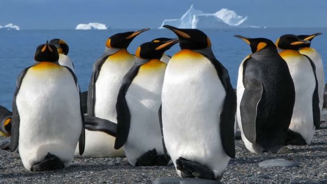 25 Апреля, Всемирный день пингвинов - Красивое Прикольное Музыкальное Видео Поздравление Открытка смотреть онлайн