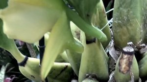 Bifrenaria harrisoniae◇Dendrobium loddigessii◇Зацвели◇Уход