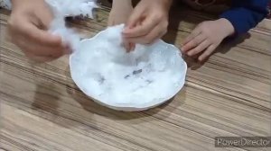 Как вырастить рожь