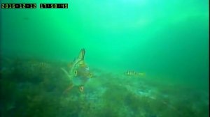 оз. Кенон зимняя рыбалка. 16.12.16 г.