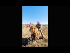 Лев ТАК НАЕЛСЯ, что стал похож на беременную львицу!