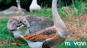 Породы гусей