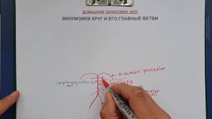 ВИЛЛИЗИЕВ КРУГ И ЕГО ГЛАВНЫЕ ВЕТВИ