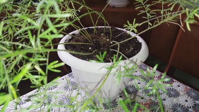 Аспарагус,новое растение.