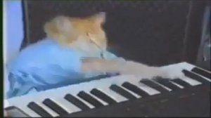 the cat plays the piano 10 hours | кот играет на пианино 10 часов| Keyboard Cat