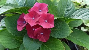Hi Fire Lilac крупнолистная гортензия
