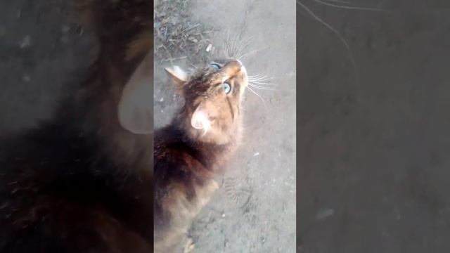 Голубоглазый кот