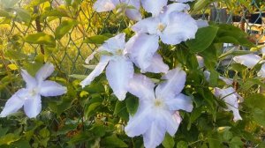 Клематис Лех Валенса . Clematis Lech Walensa  . Польские сорта клематисов .