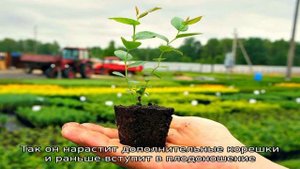 Посадка йошты: важные нюансы укоренения ягодного кустарника