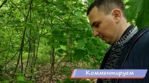 Энтолома садовая, Майский гриб, Майская рядовка. Весенние грибы Харькова.
