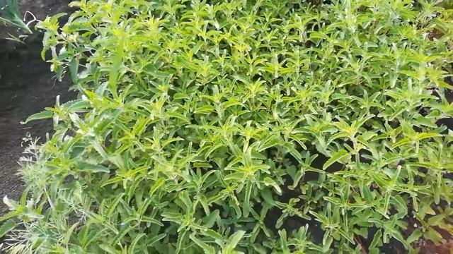 Мелисса или мята лимонная в моем огороде. Для чего я выращиваю. смотреть онлайн
