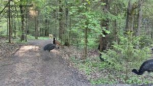 Страусы Эму гуляют с людьми