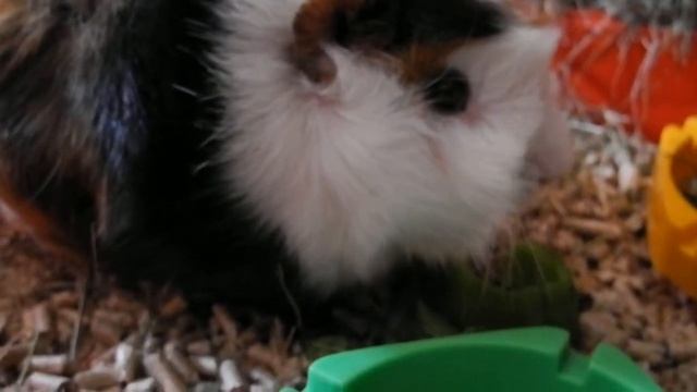 video test 004 nikon coolpix p 7000 macro 1280x720 p p смотреть онлайн