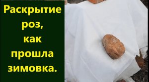 Раскрытие роз. Как прошла зимовка моих красавиц.