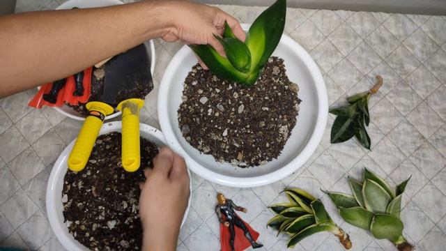 Garden Dish of Sansevieria Hahnii Jade, Blackstar, Night Owl, Streaker Snake Plants смотреть онлайн
