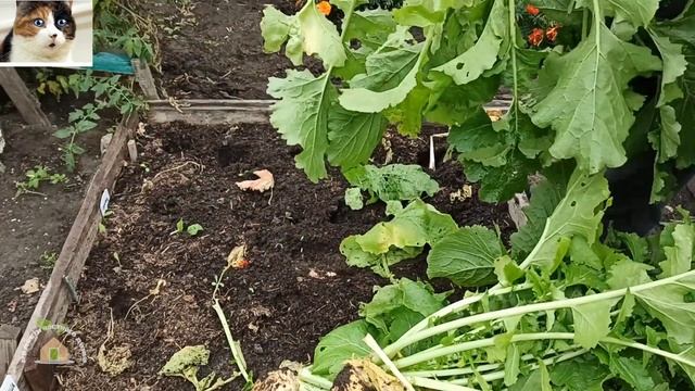 Репа Дуняша описание сорта и отзыв смотреть онлайн