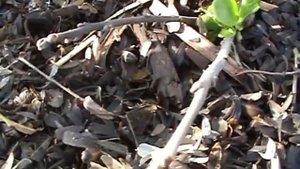 Как вырастить хурму .Хурма не пережила морозы