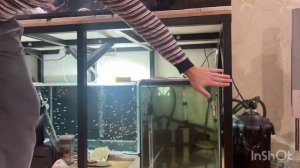 Поездка за аквариумом и подводные камни фильтрации для двух аквариумов по 200 литров