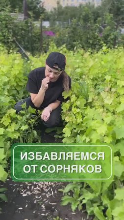 Необычный способ борьбы с сорняками 🌱