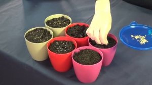 Выращивание зелени на подоконнике. Советы по посеву и уходу