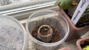 МОЙ ОГОРОД НА ПОДОКОННИКЕ! Обзор!