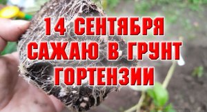14 cентября. Высаживаю укорененные черенки гортензии в грунт.mp4