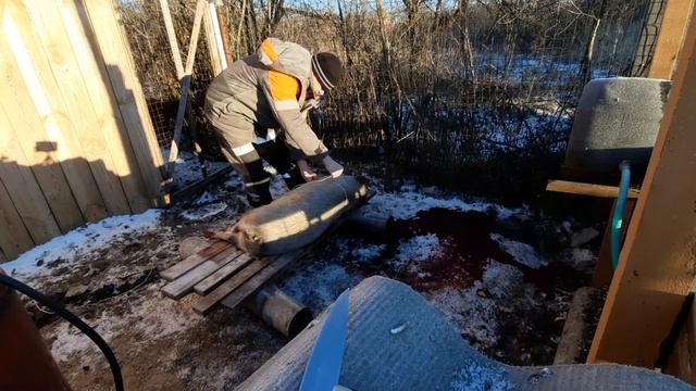 Вес вьетнамского поросёнка в 7 месяцев. смотреть онлайн